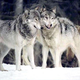 Illustration for article titled Wednesday Woof - Canis lupus Edition